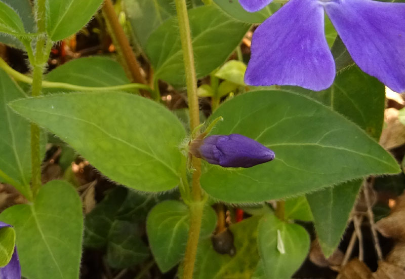 Vinca major (subsp. hirsuta?) - Apocynaceae